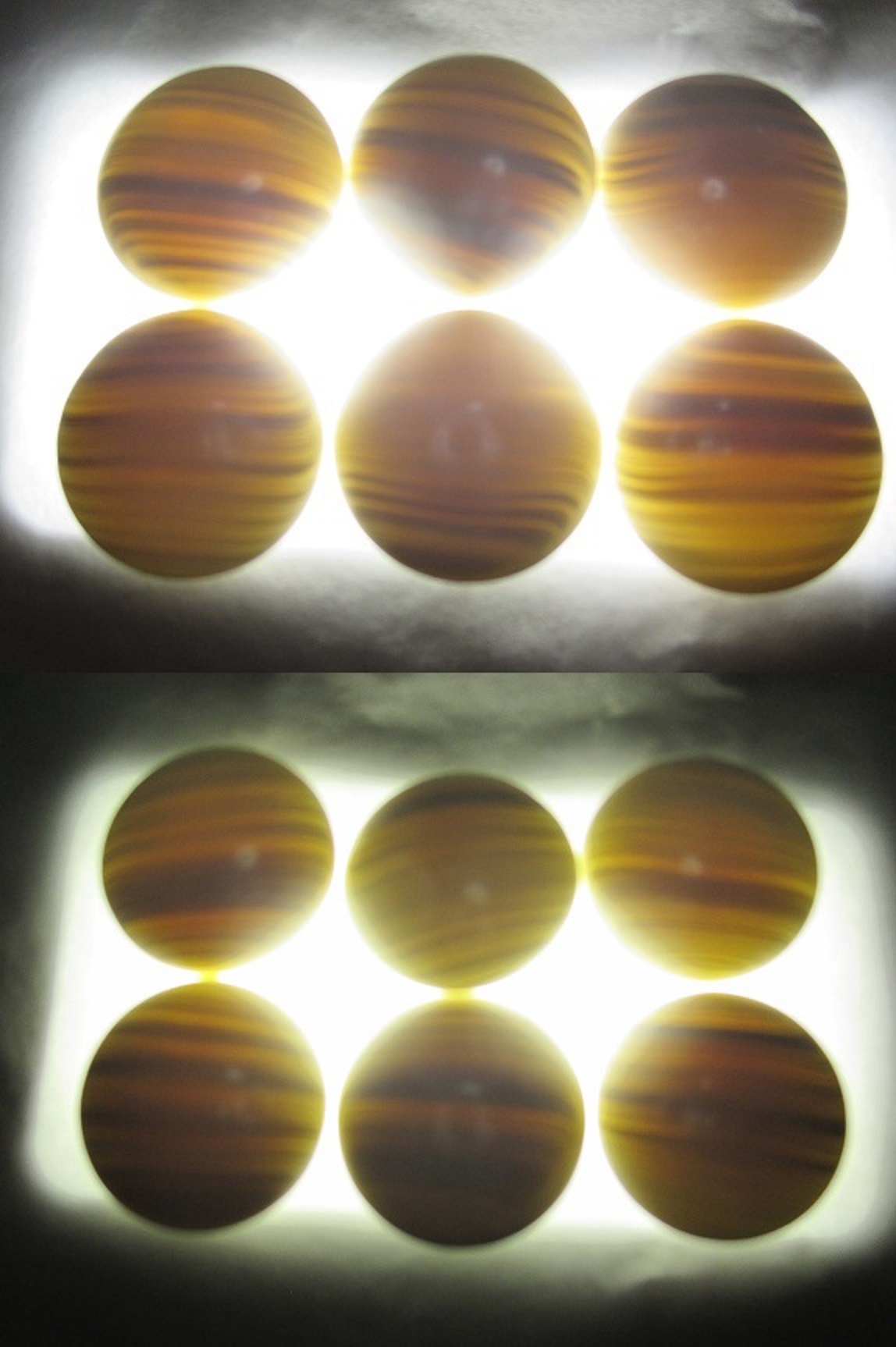 ■■　超フンタン系～M-blood～ 特選種魚・2歳・15.5cm雄　■■　B-11　■■ □ 最高級系統・2歳・15.5cm雌・極太種魚 □ 2 □